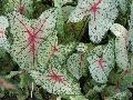 Florida Elsie Caladium / Caladium bicolor 